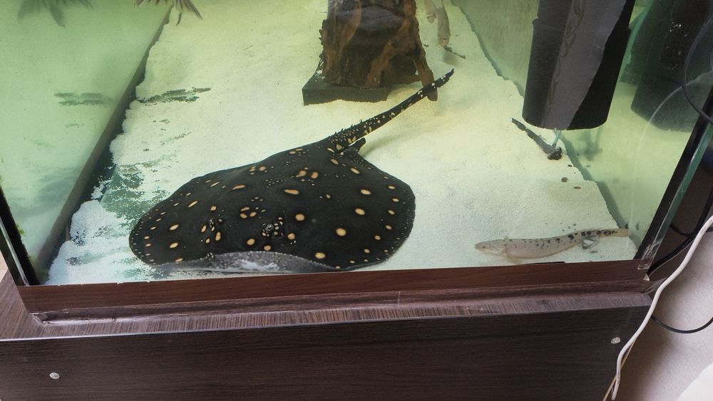 Продаж акваріумної риби