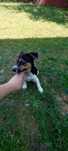 Jack Russell Terrier.  Piesek