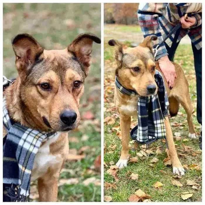 Активный и умный пес Балу