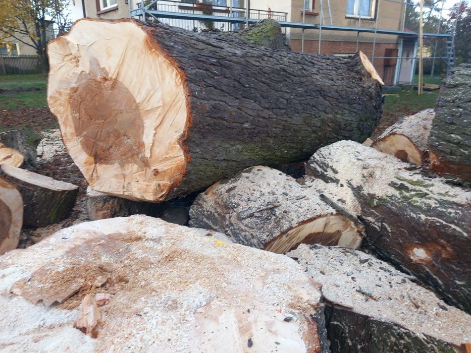 Wycinka drzew usługi rębakiem koszenie czyszczenie kostki