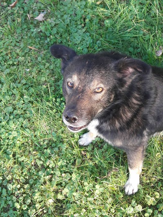 Добрий вірний песик, друг в родину