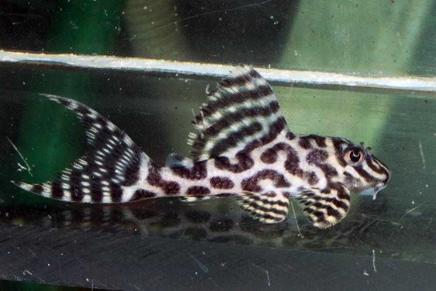 ZBROJNIK Hypancistrus sp. (L236) premium