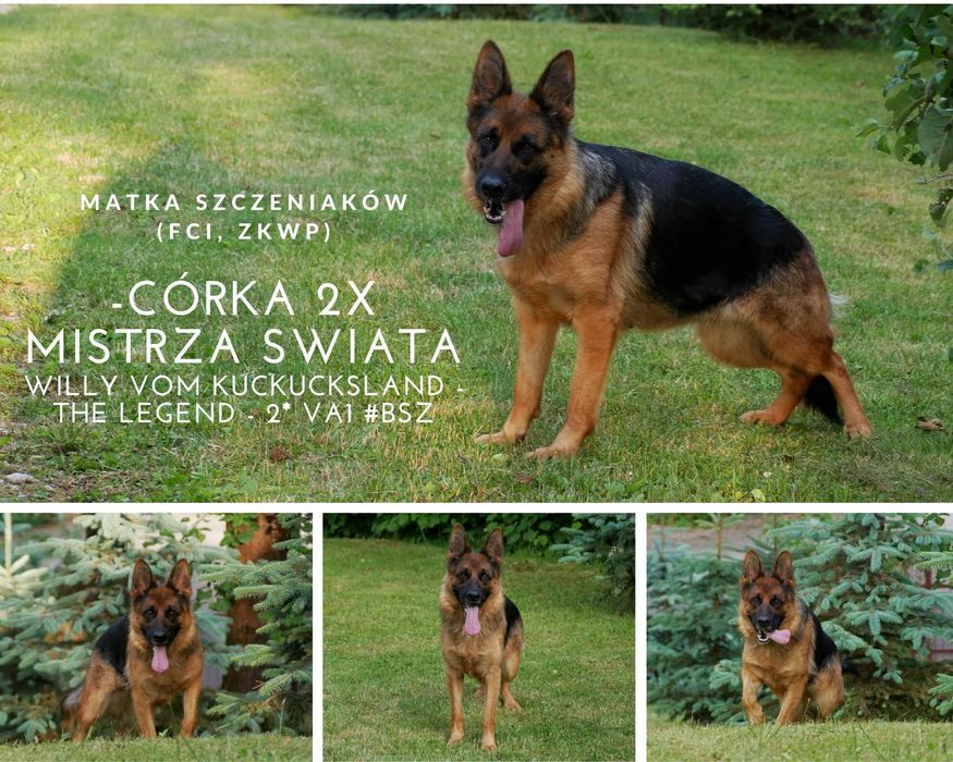 Owczarek niemiecki. Suka dorosła. FCI/ZKwP. Ojciec 2xmistrz świata.