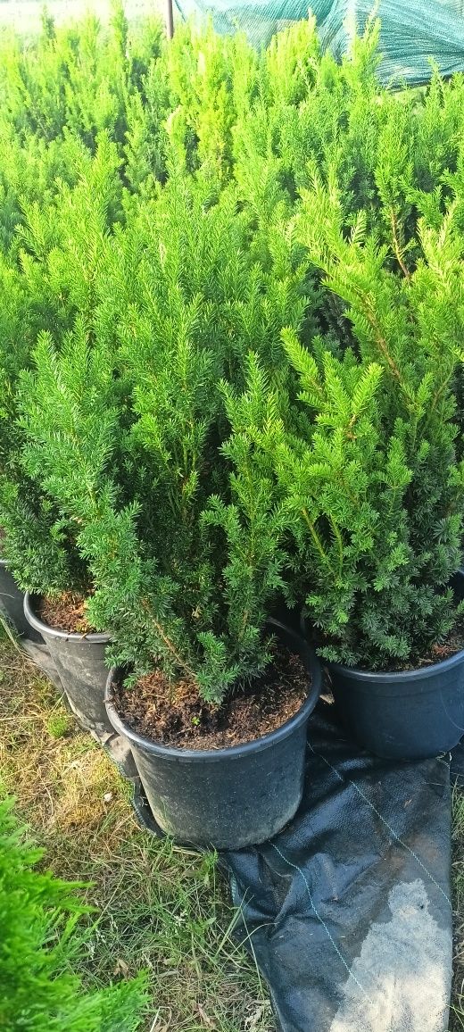 Cis Hicksi,Hillii 110 cm