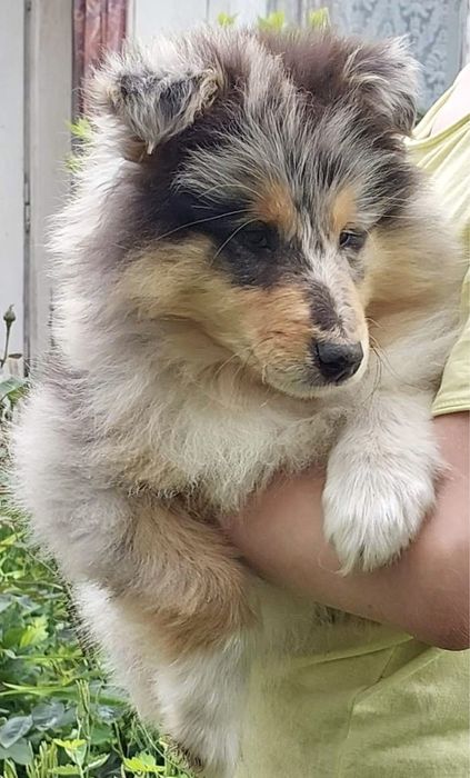 Щенки колли