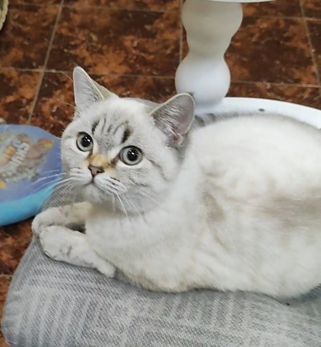 Мальчик шиншиллка поинт