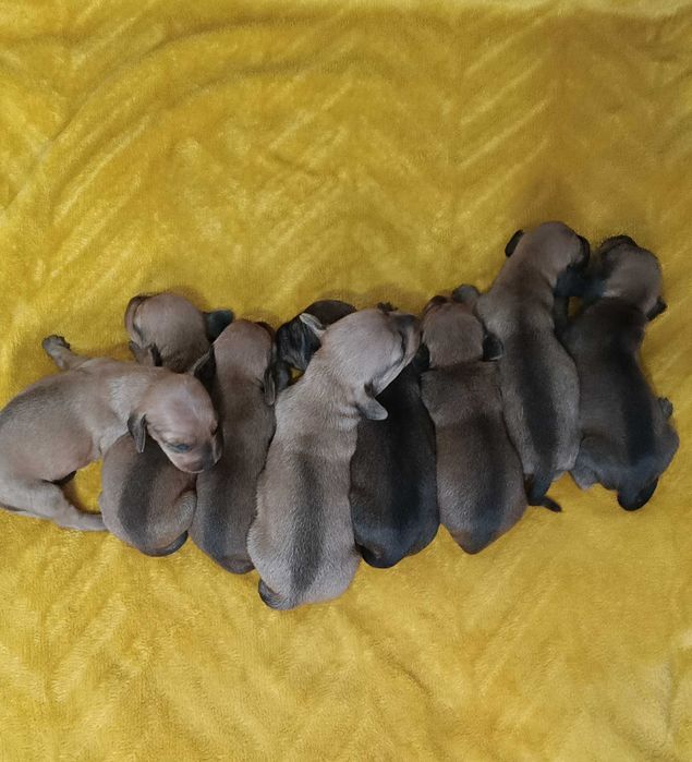 Продам цуценят такси