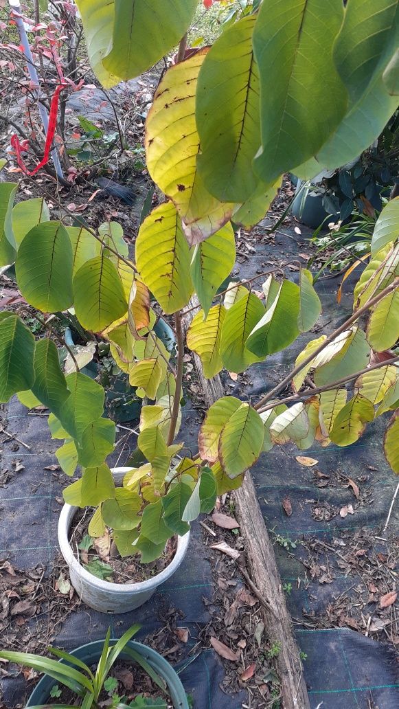 Plantas árvores exoticas