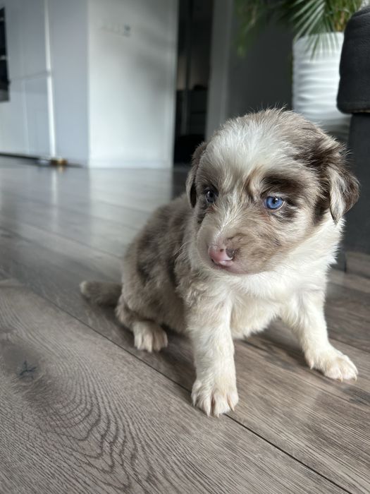 Border Collie Lilac Merle Sunia