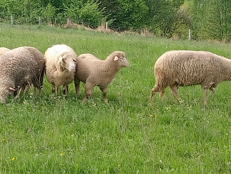 Tryk Merynos/Bergschaf.