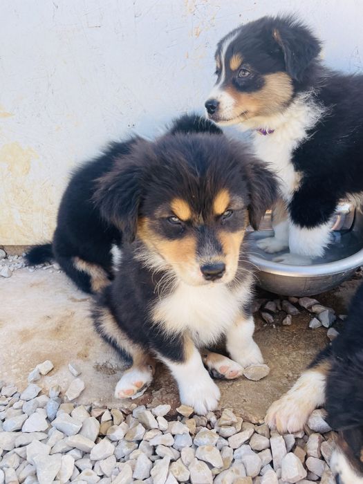 Pastor australiano macho com lop