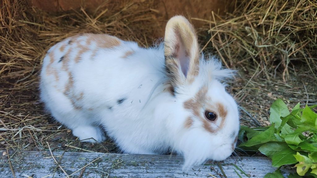 Urocza Biała Samiczka Królika Rasy Lionhead (Lew Angorski)