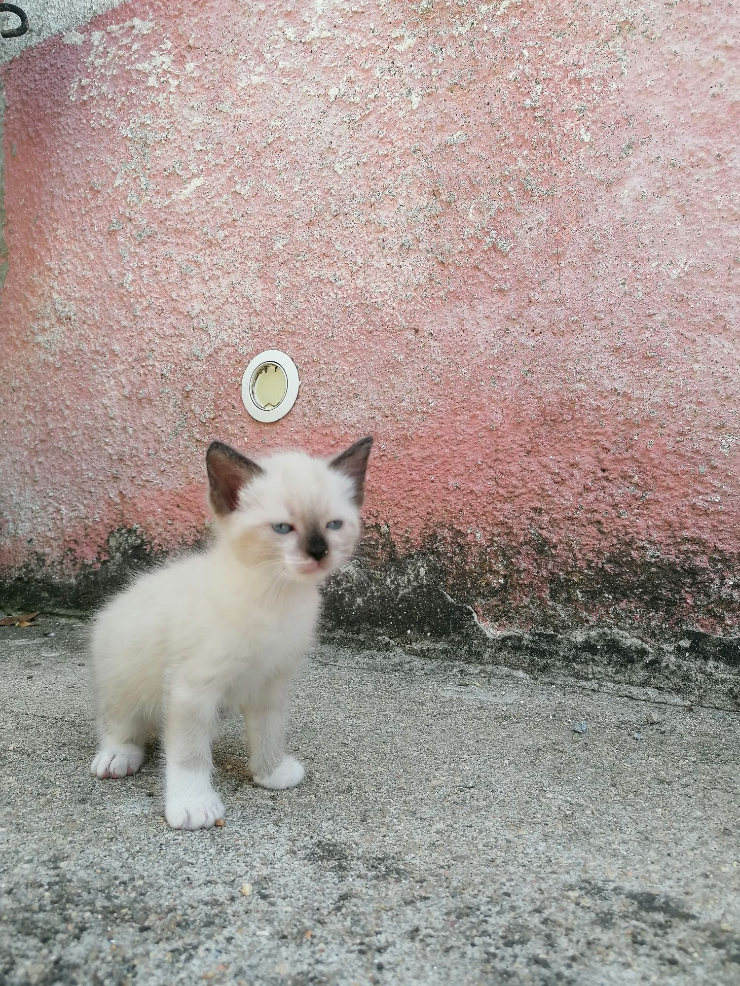 Gatos bebés 2 fêmeas