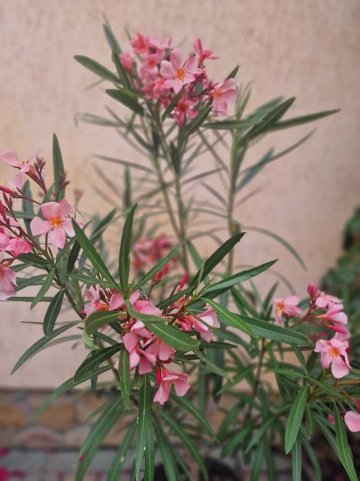 Олеандр 5 річний