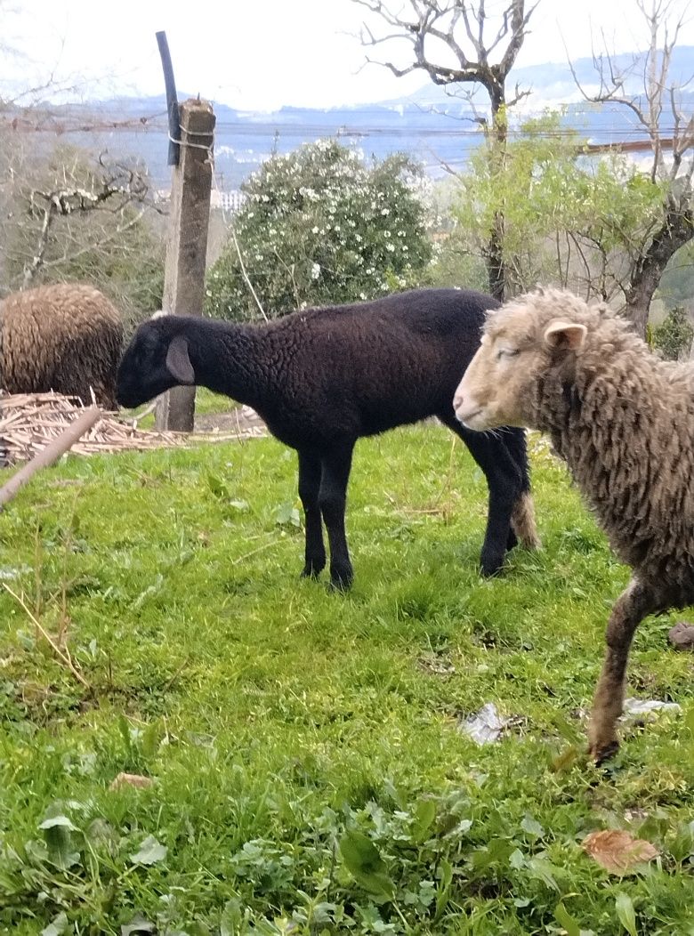 Ovelhas e cabras