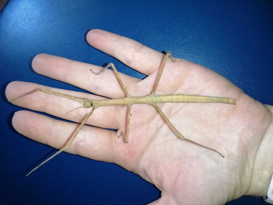 Палочники анамські, анамський палочник