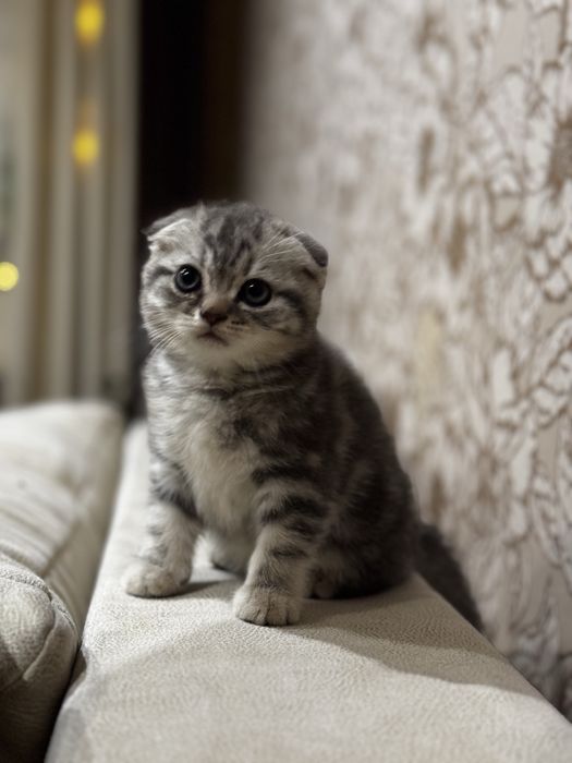 Продам кошеня скотіш фолд мармурова дівчинка
