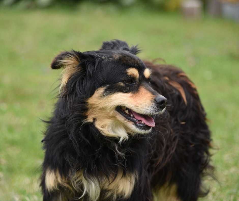Lancelot - piesek do adopcji