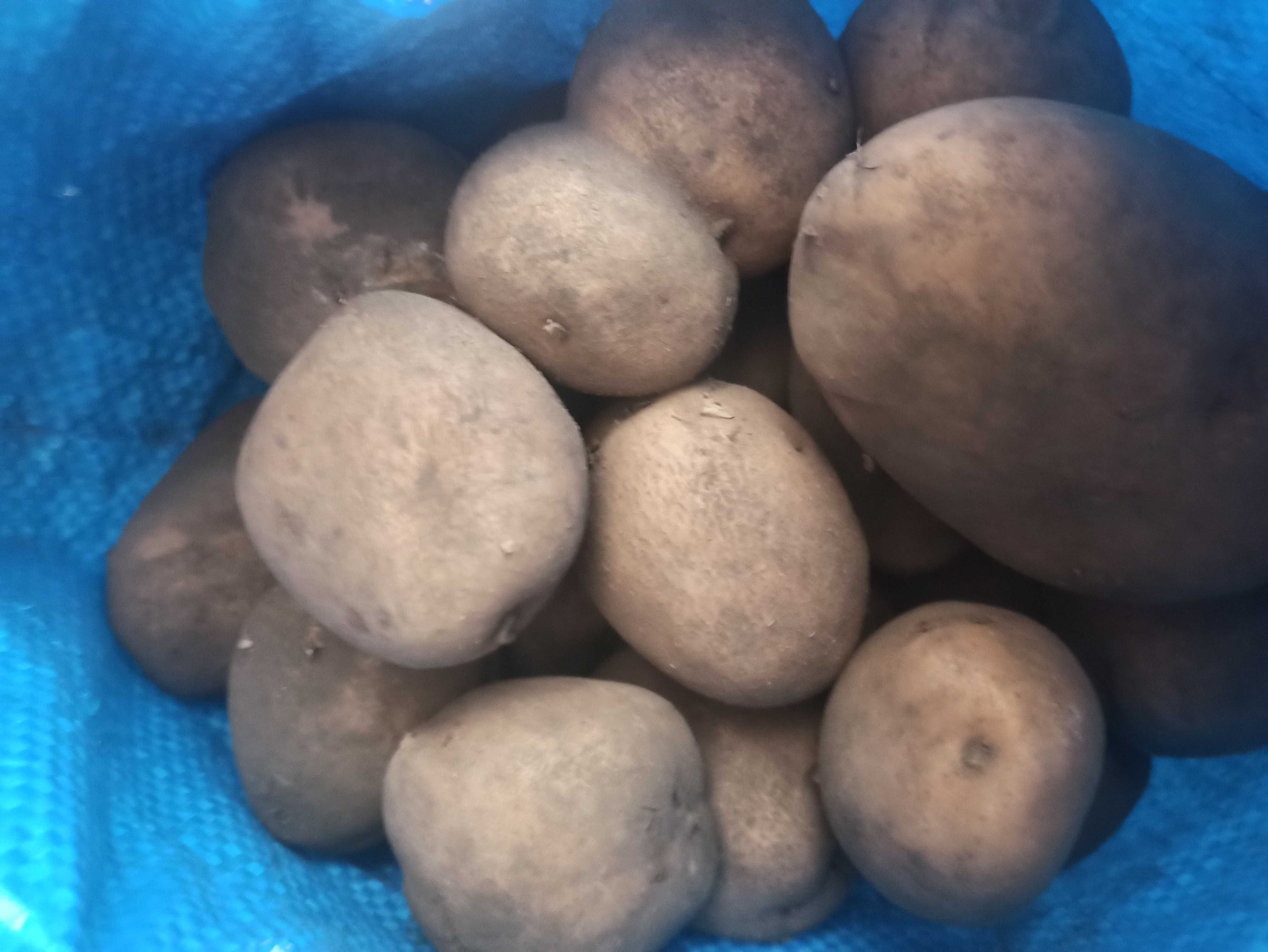 Смачна істівна домашня картопля без хімії, сорт Пікассо і Гатчинська