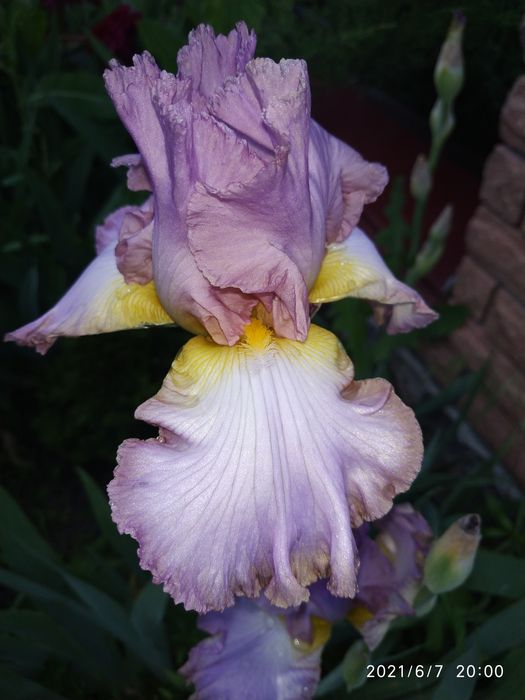 Іриси бородаті високорослі