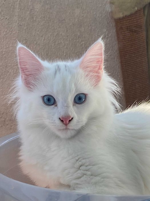 Bethânia: excelente exemplar. Angorá turca branca de olhos azuis