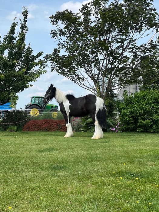 Tinker Irish Cob Gypsy Cob wałach