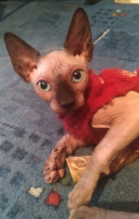 Мои сфинксята голышата.