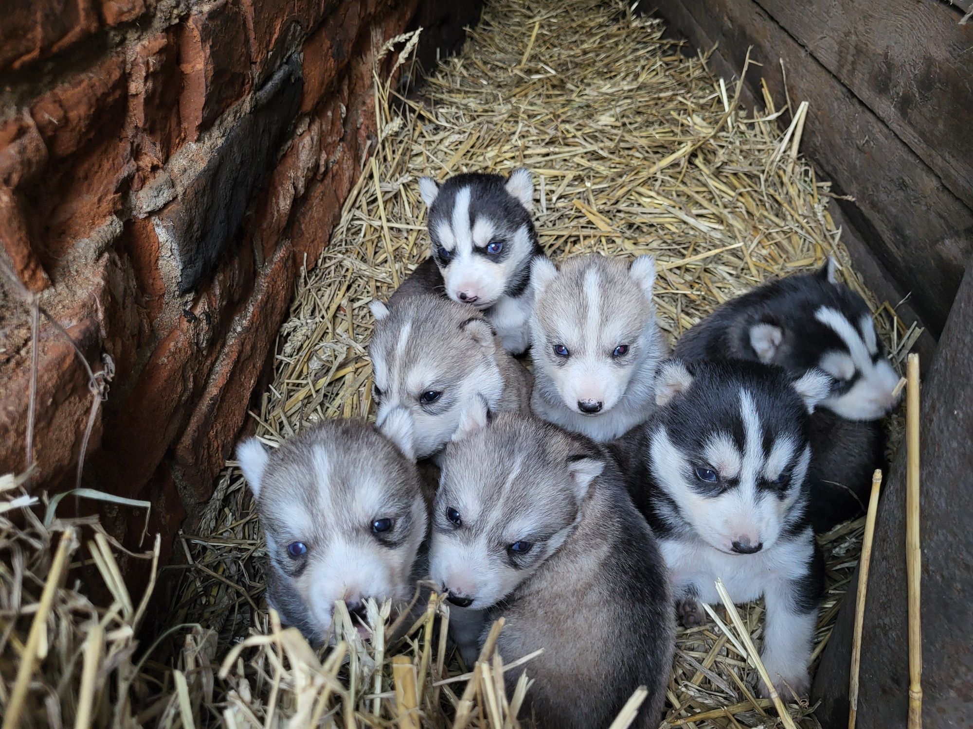 Продаються цуценята Хаскі