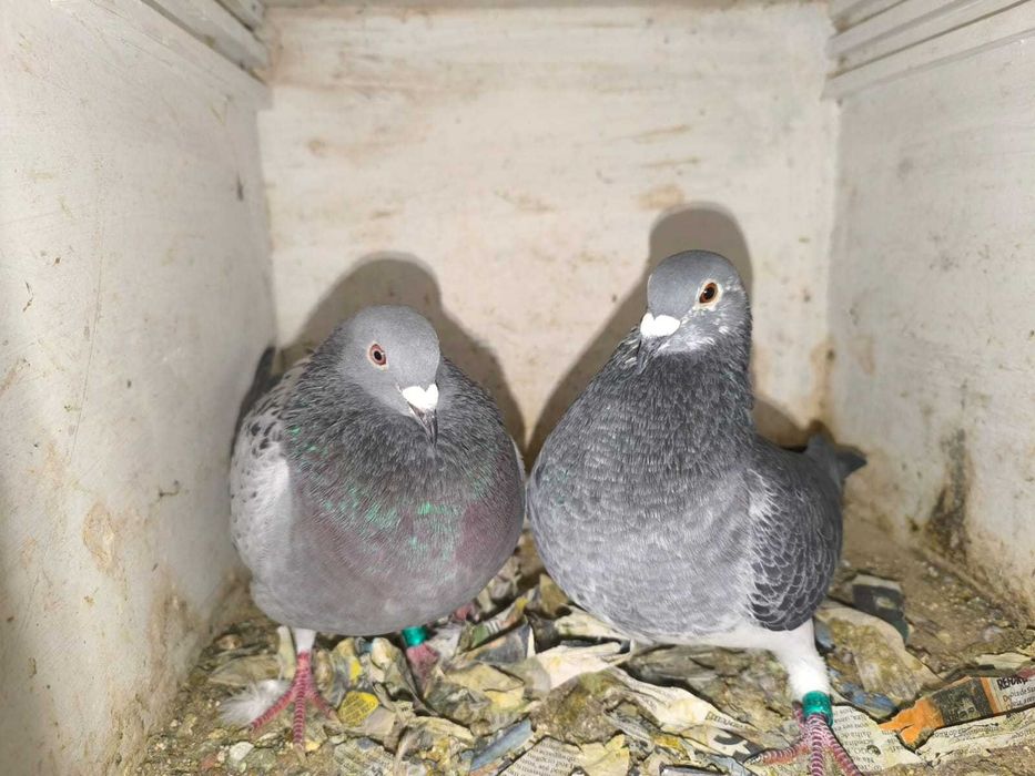 pombos correios reprodutores