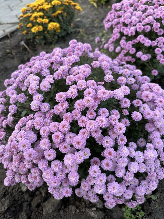 Хризантема  мультифлора