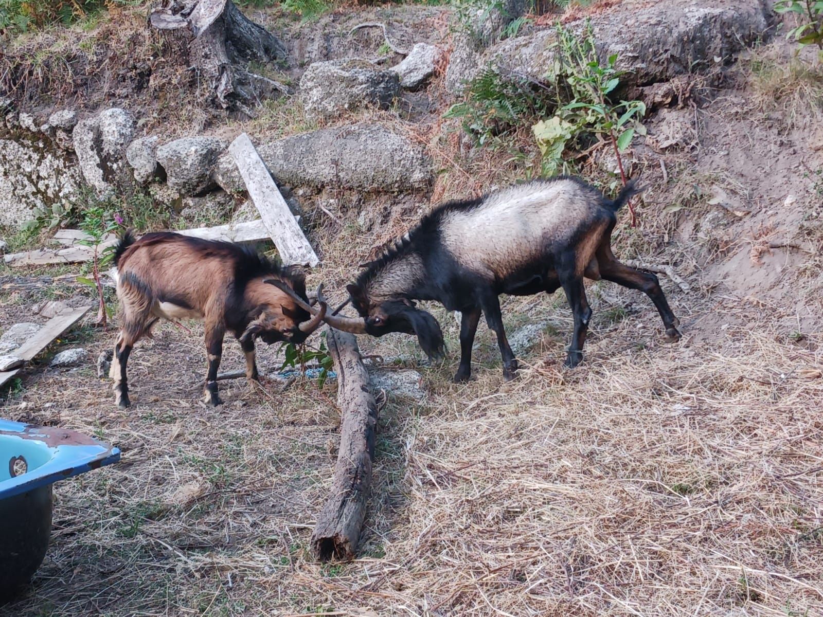 Chivo raça bravia