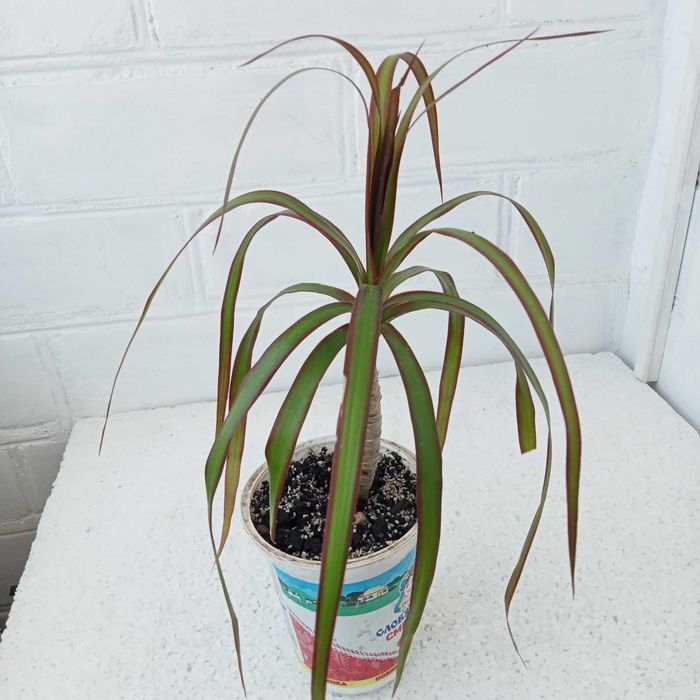 Алаказія, каланхое томентоза, драцена маргіната.