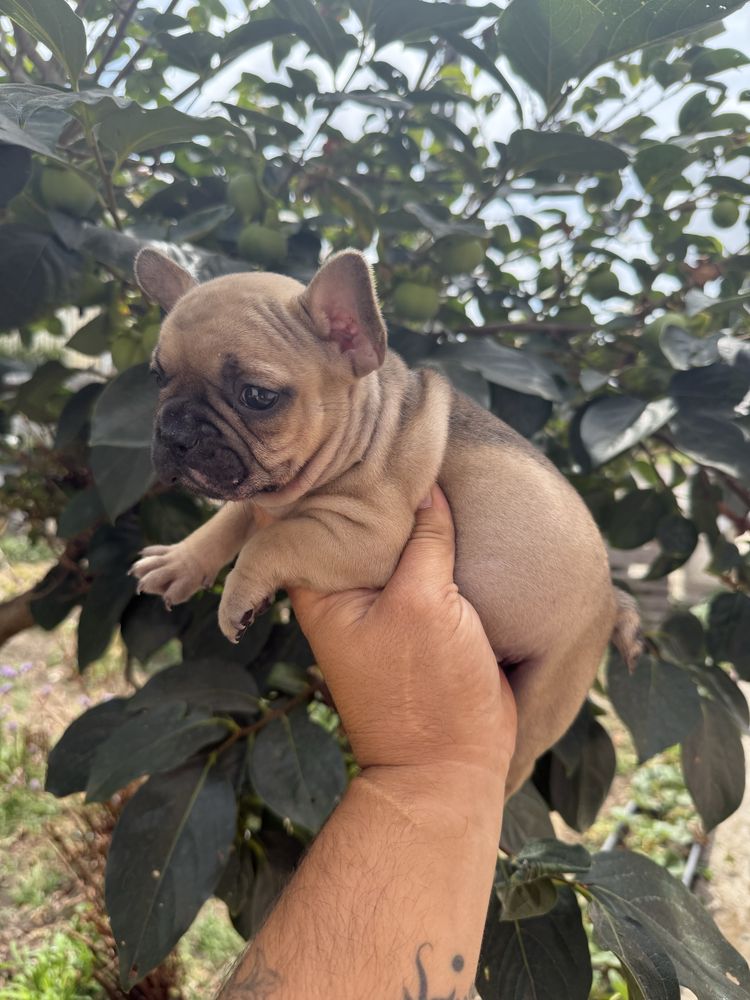 Buldogue Francês Ultima Menina