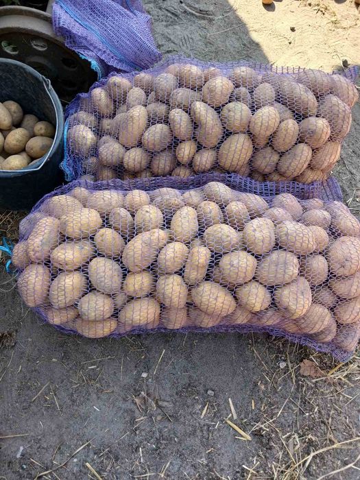 Продам картопля вирошчана нагноєві без нітратів белароса королева ана