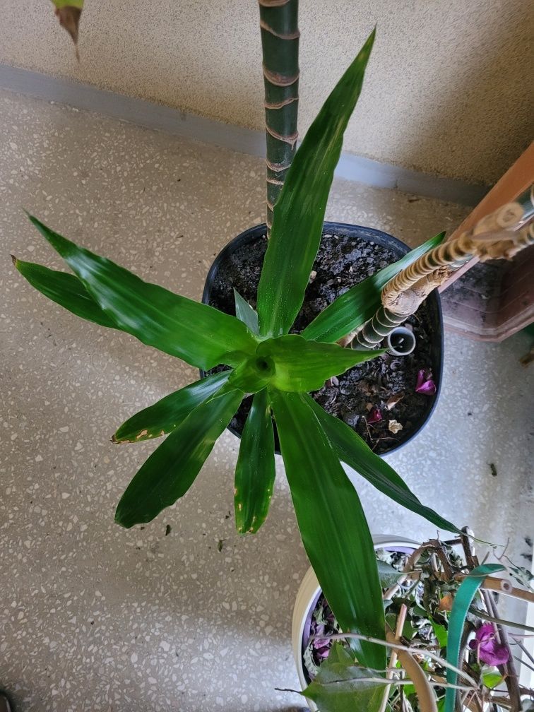 Dracena wonna Dracaena fragrans duża wys. 3 metry 4 łodygi