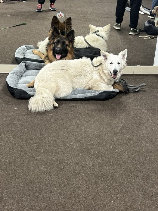 Кинолог, дрессировка Днепр