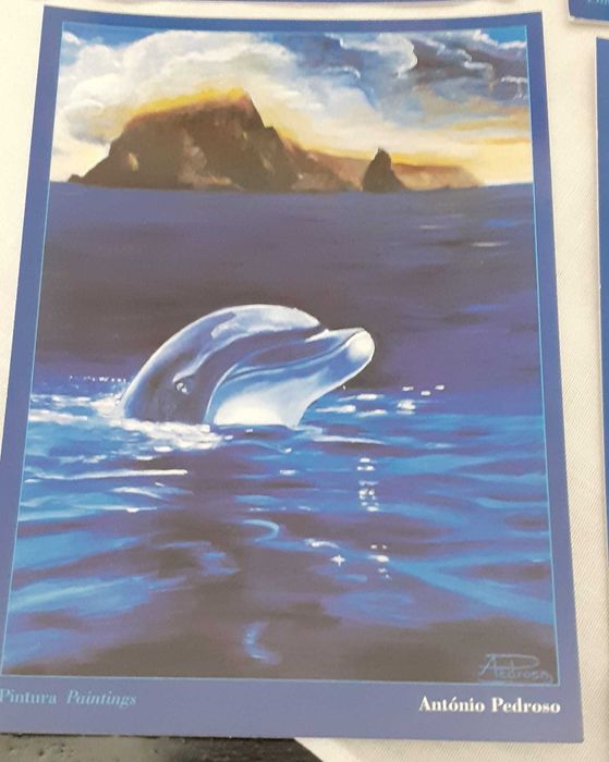 Liv2- Pack com 8 postais de golfinhos da autoria de António Pedroso