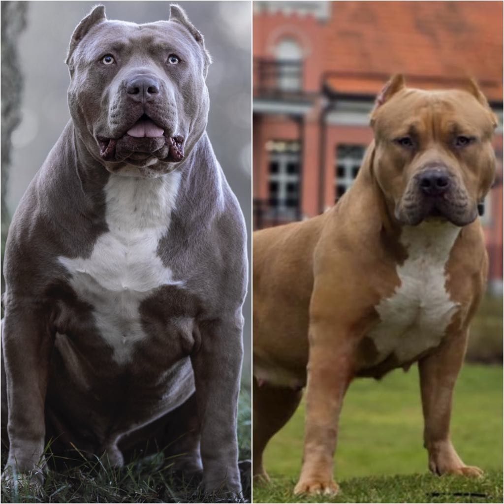 American Bully XL Junior gotowy do odbioru!