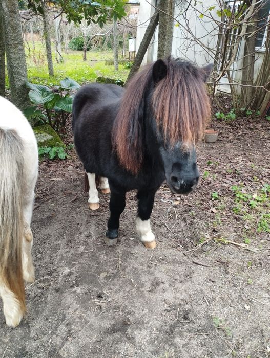 Troco pônei muito bem engatado