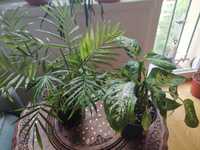 Zestaw 2 roślin, diffenbachia i palma chamedora