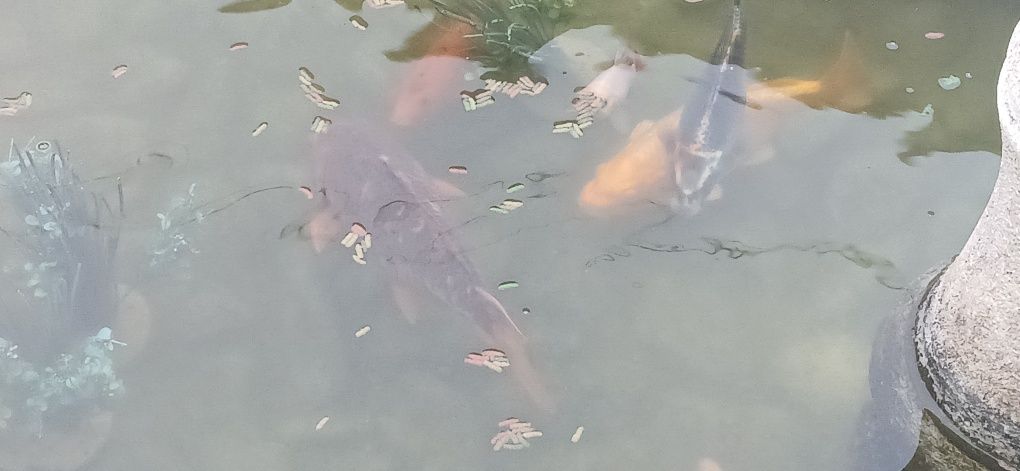 Peixes carpas grandes