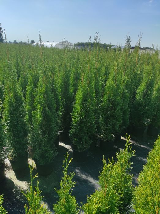 Tuja Thuja szmaragd 120-130cm #Bardzo Ładne# Transport
