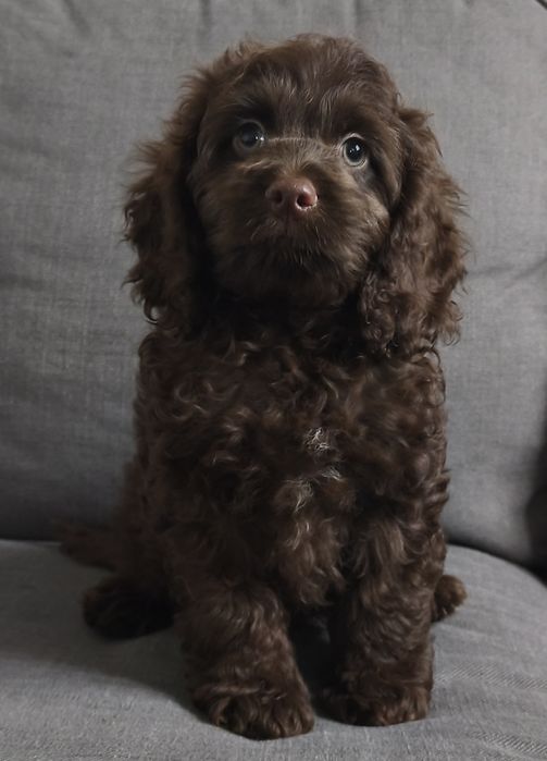 Poker uroczy piesek Cockapoo - Amerykański cocker spaniel & pudel