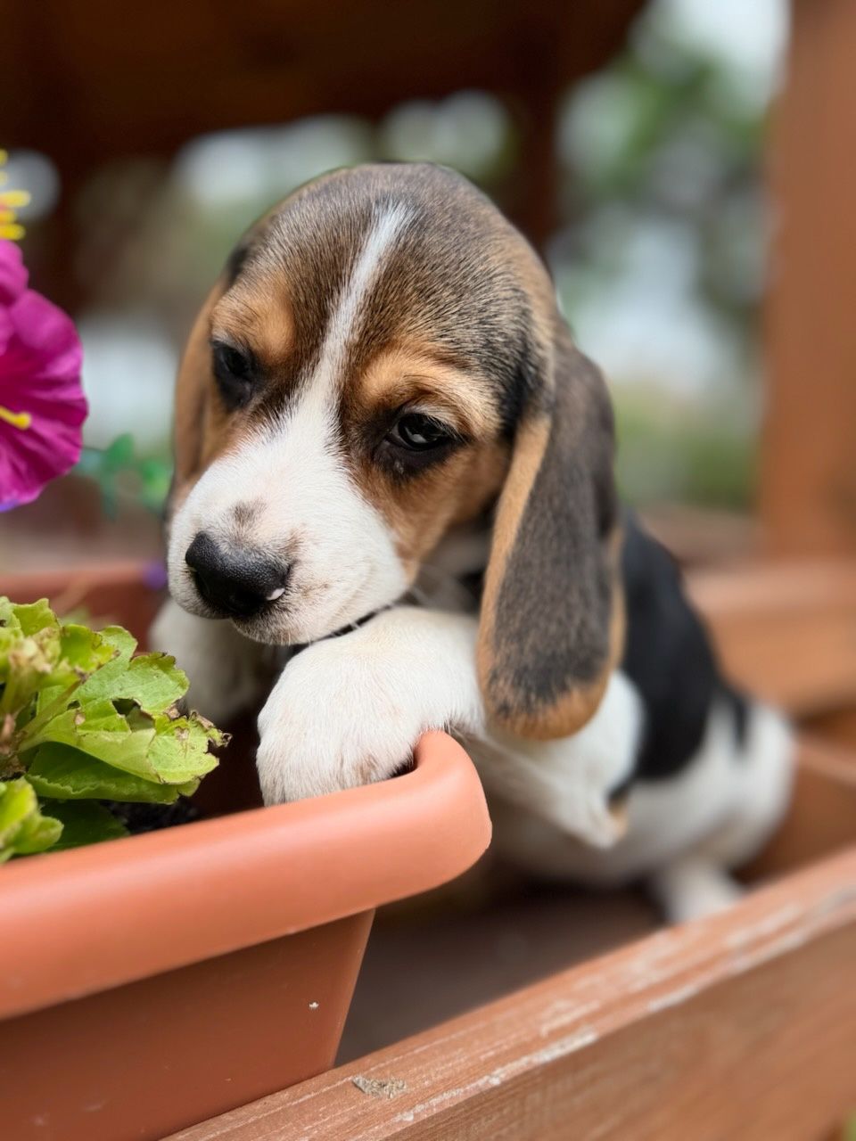 Śliczna suczka Beagle z rodowodem