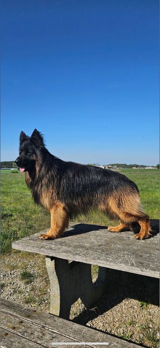 Szczenię suczka owczarek niemiecki długowłosy ZKwP/FCI