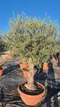 Drzewo oliwne.  Drzewko oliwne. Yucca rostrata.