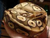 Regius Mojave Pastel+ terrarium