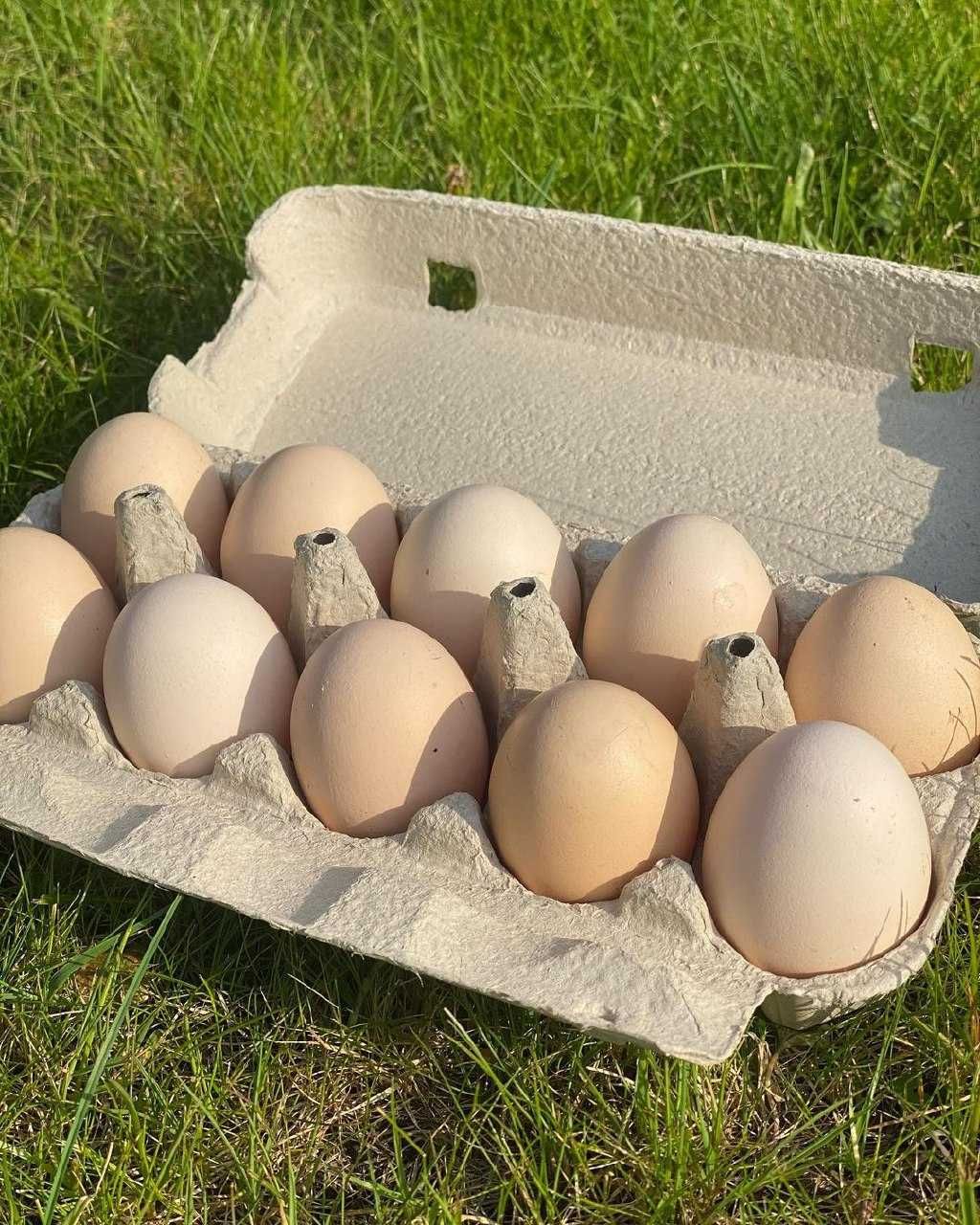 Домашні яйця курячі