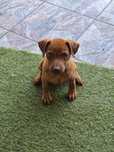 Patterdale terier