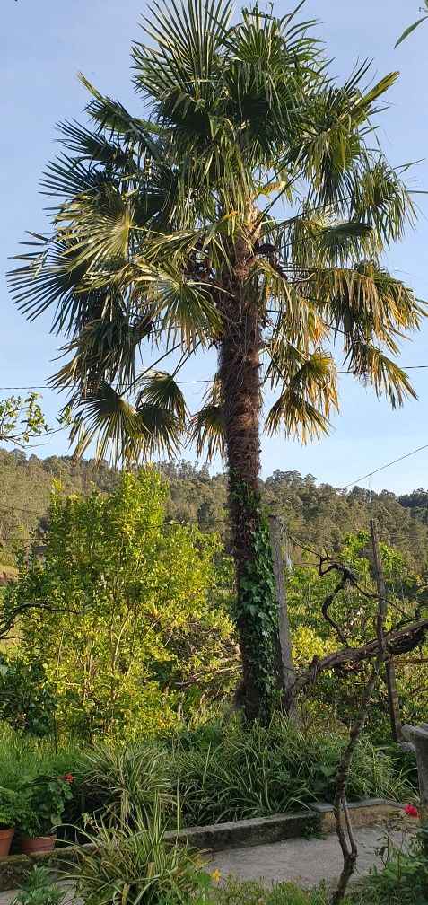 Palmeira de leque